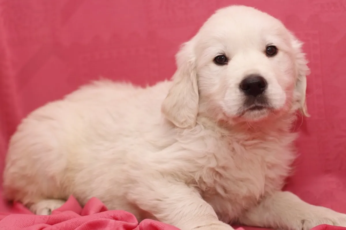 **** Golden Retriever - Dorado - Macho - 1248463
