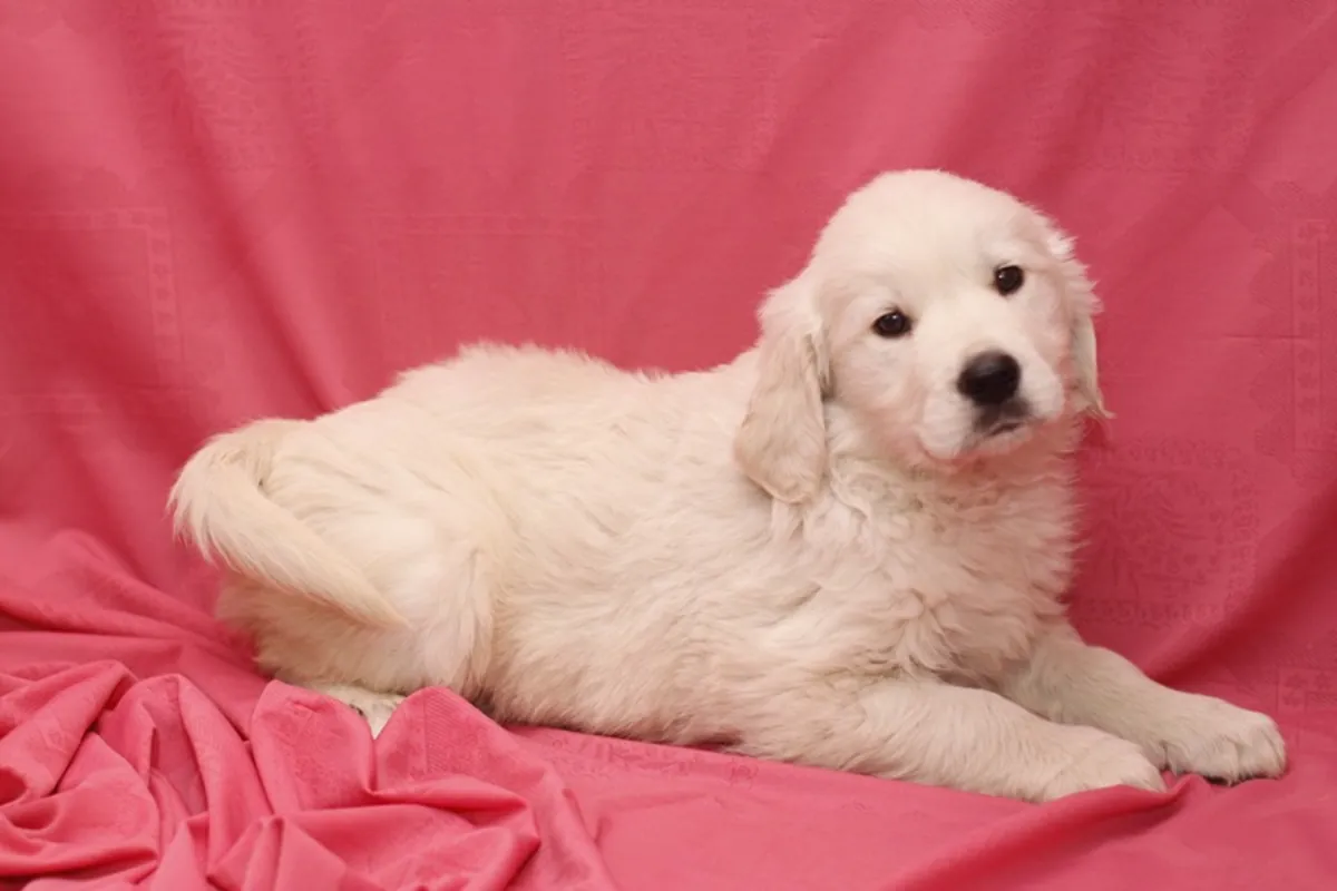 **** Golden Retriever - Dorado - Macho - 1248463