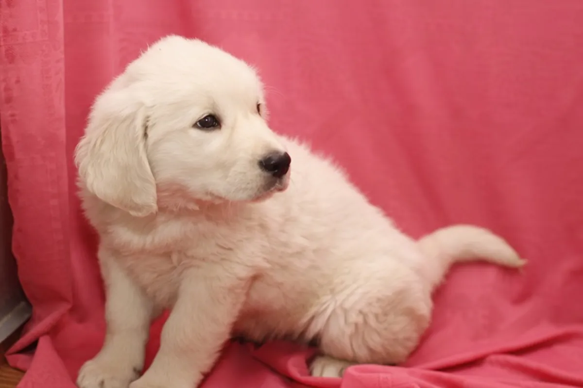 Regalo Golden Retriever - Macho