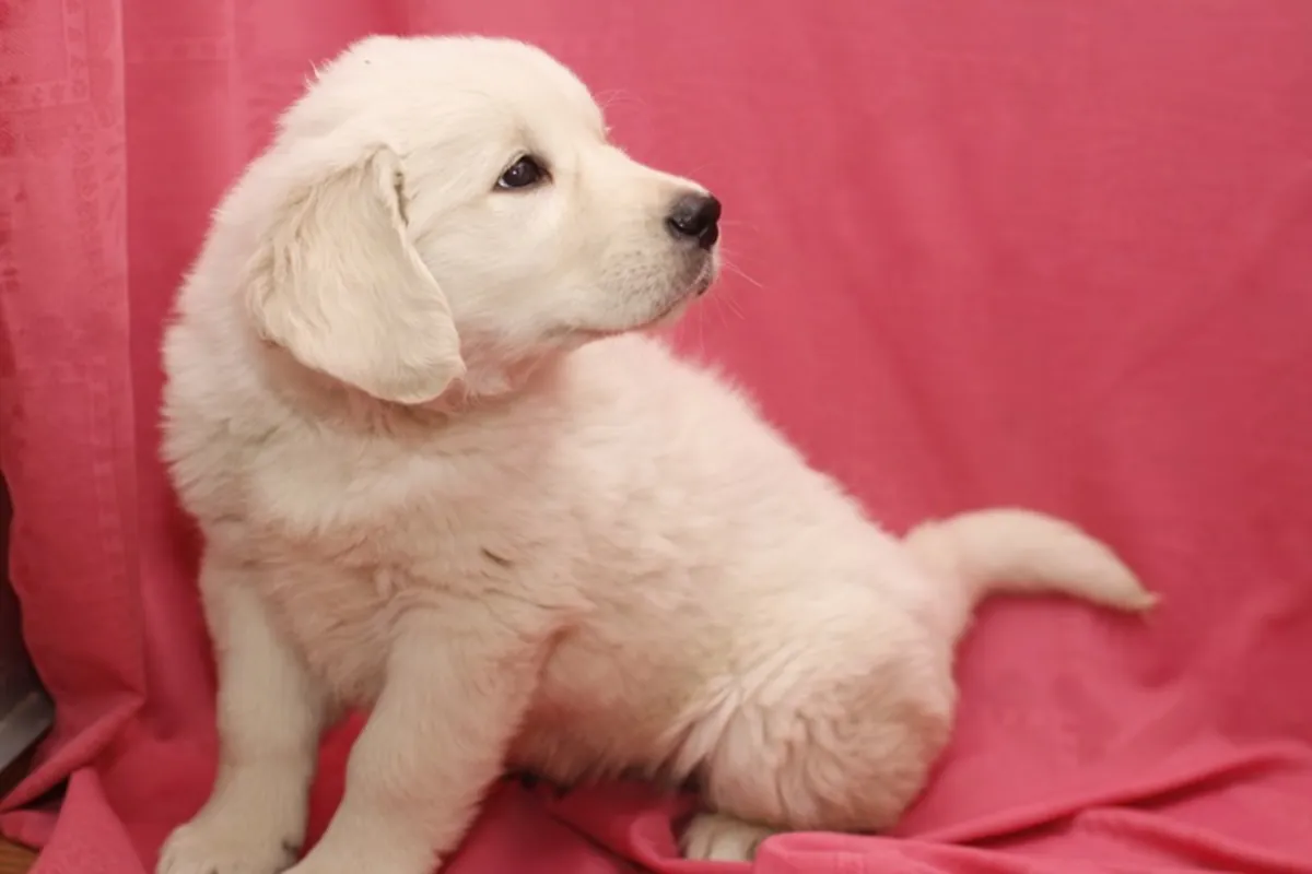 Regalo Golden Retriever - Macho