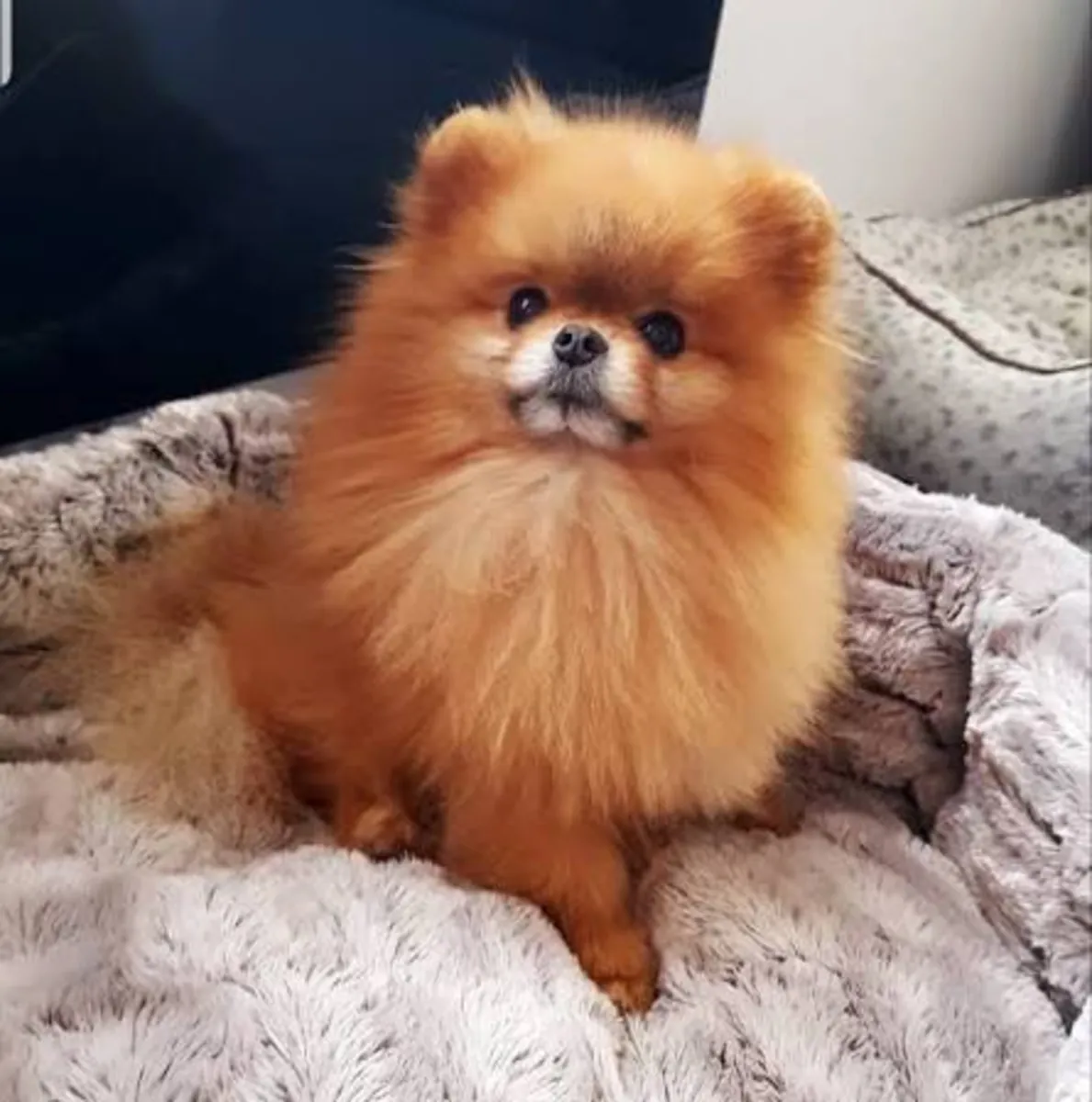 Rechercher Loulou Poméranien