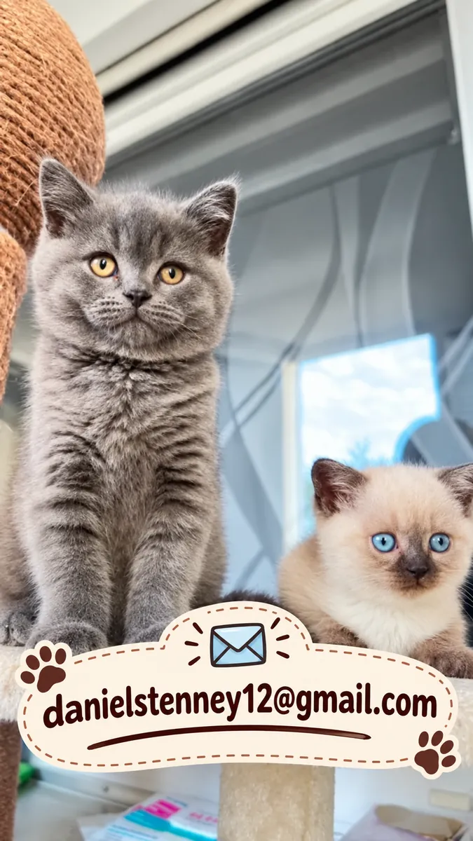 purebred British Shorthair Kittens