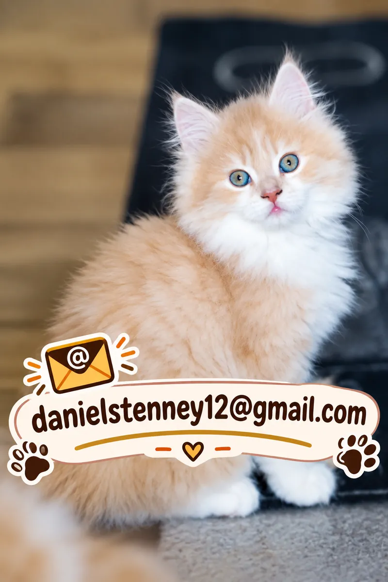 Maine Coon kittens Available
