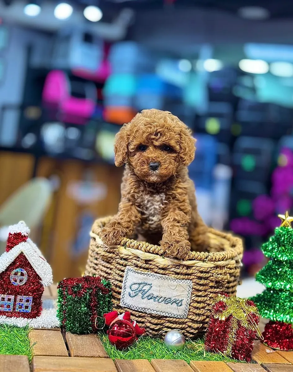 Aşk dolu Poodle