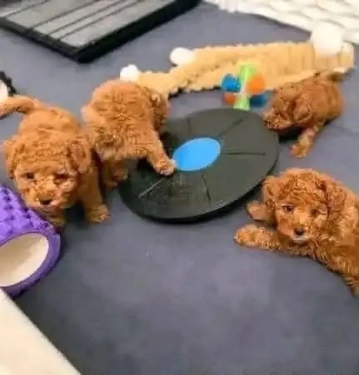 出售可爱的贵宾犬幼犬