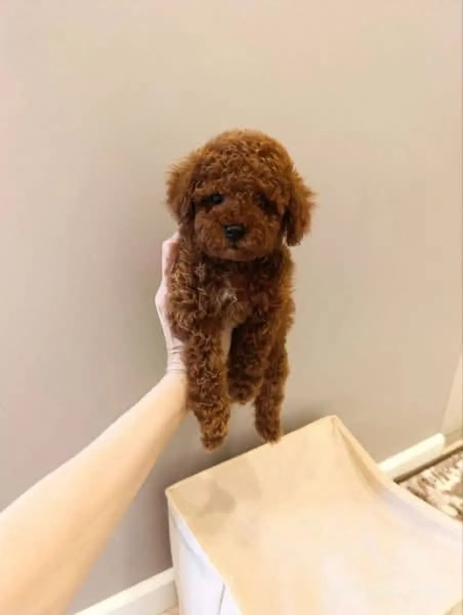 出售可爱的贵宾犬幼犬