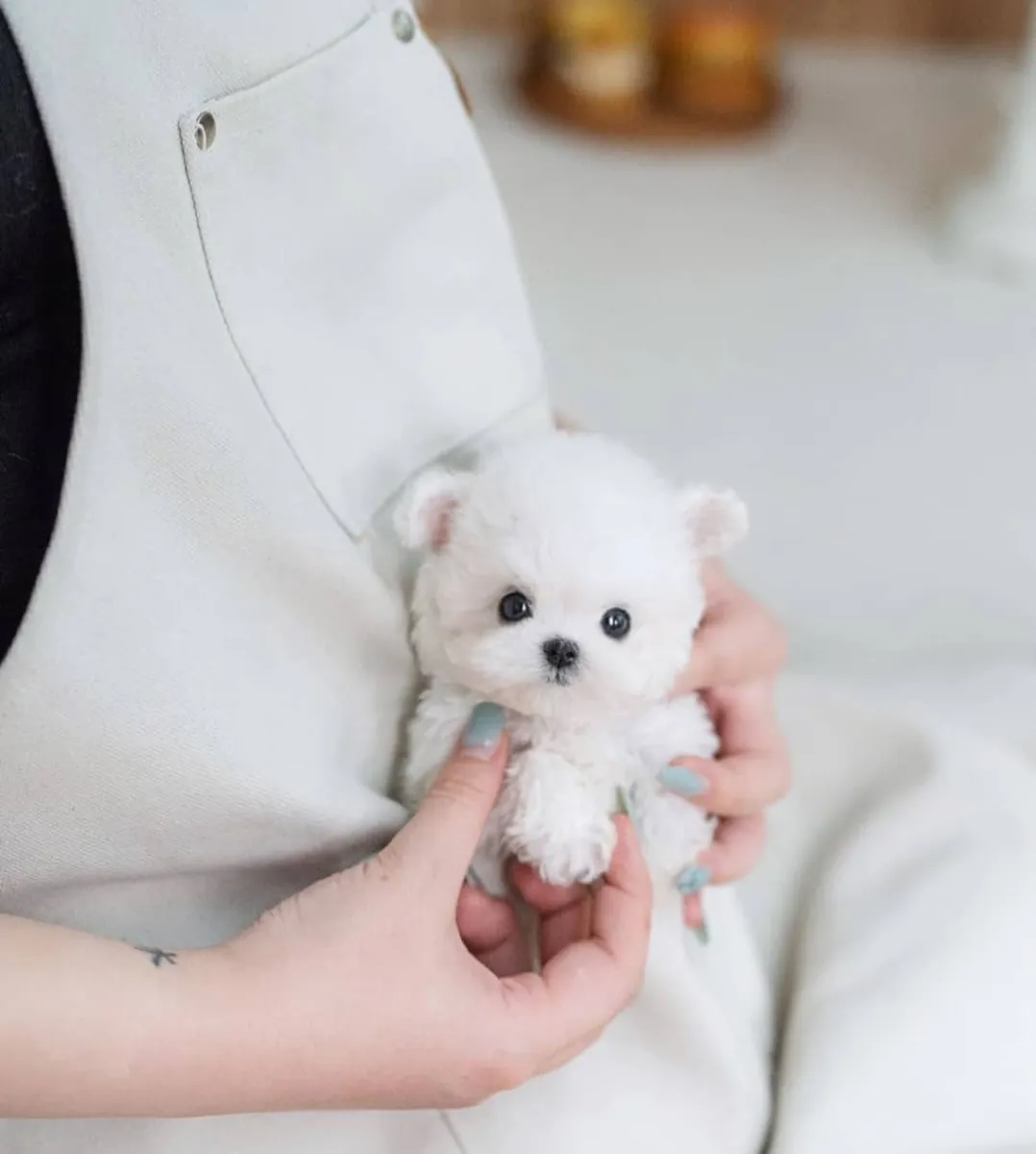 可爱的马尔济斯贵宾犬
