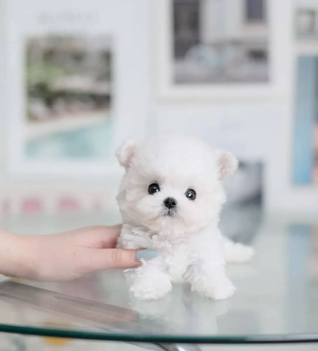 可爱的马尔济斯贵宾犬
