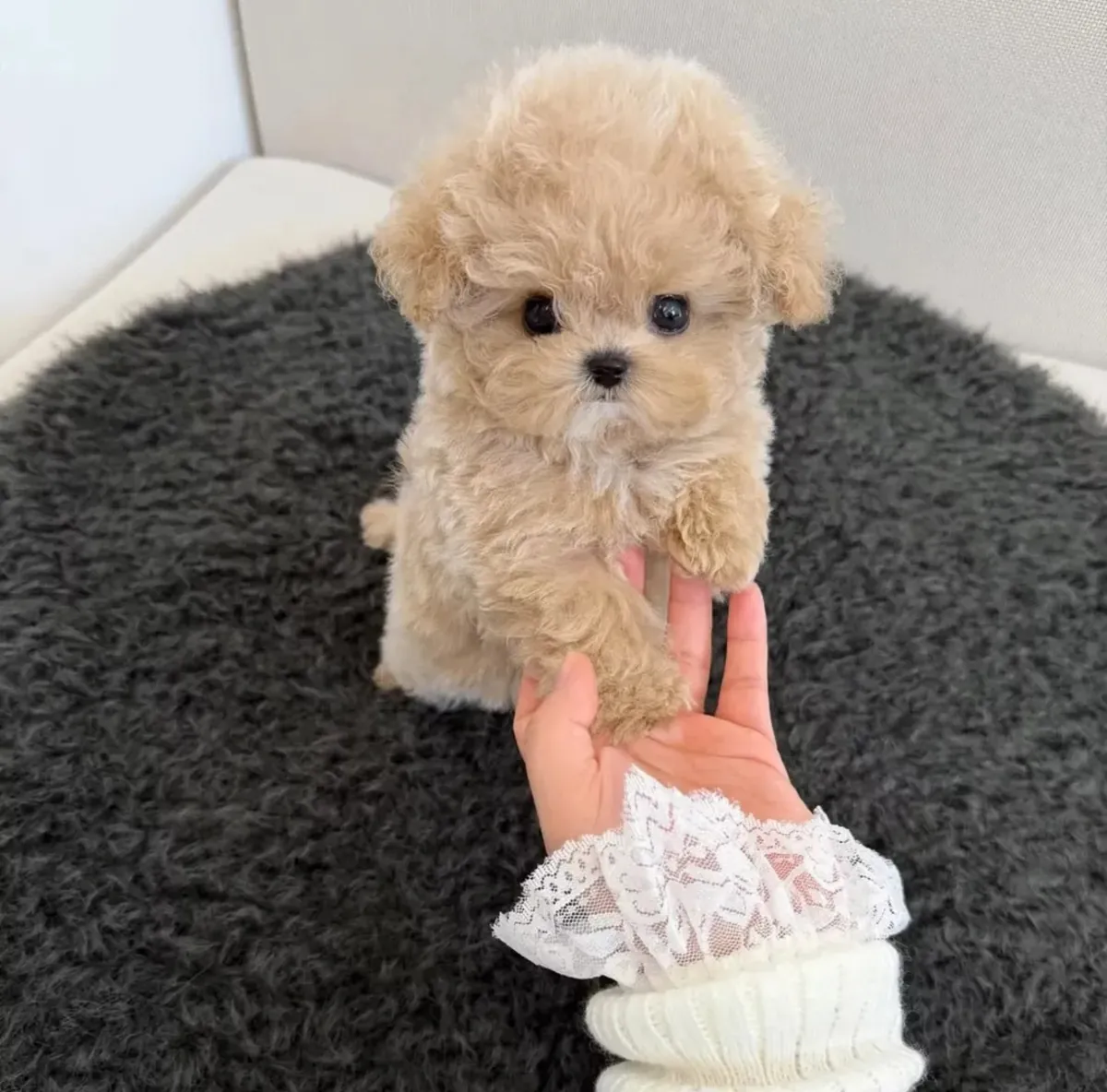 🏡🐾 可爱的马尔济斯犬可供出售！