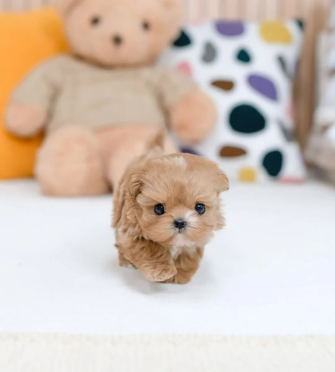 顽皮的马尔济斯贵宾犬待领养 🐕
