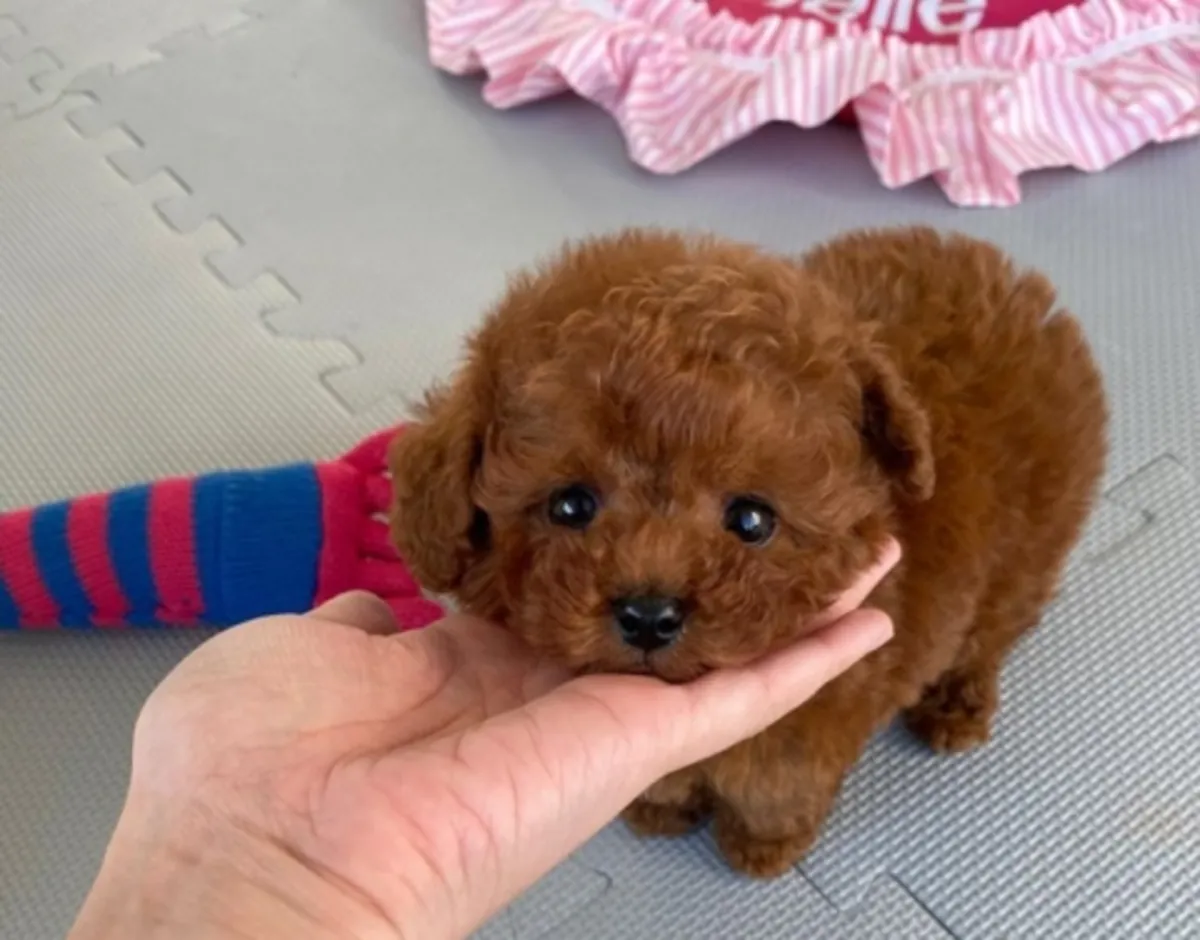 纯种贵宾犬幼犬 联系我以获取更多信息 (vanessadominika6 @ gmail . com)
