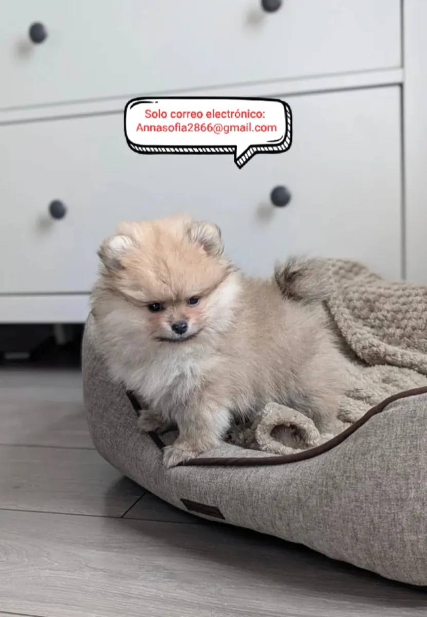 Cachorros de Pomerania para adopción