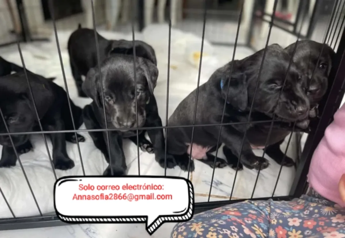 拉布拉多寻回犬幼犬待领养