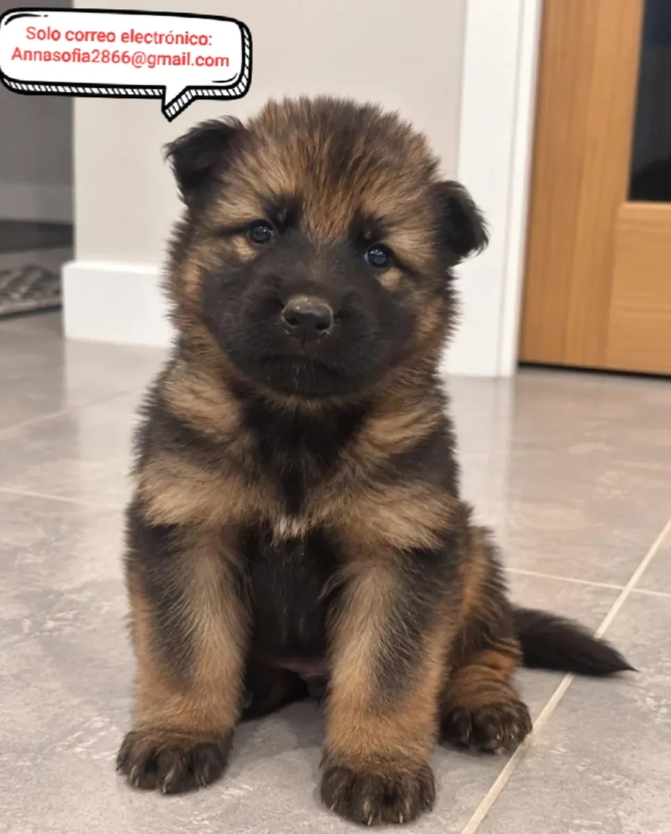 Alman çoban köpeği yavruları yeniden yerleştirme