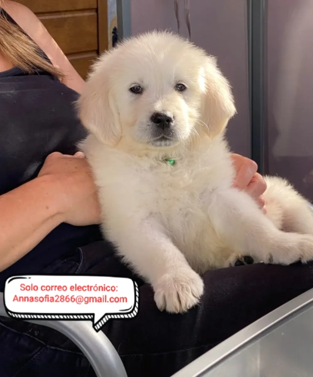 Cachorros de Golden Retriever para adopción