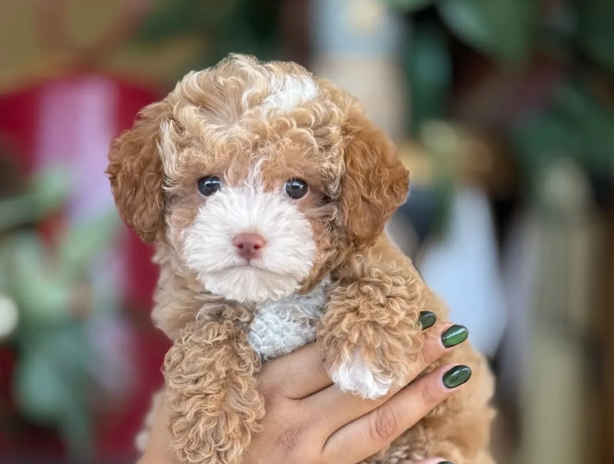 可爱的贵宾犬 🐕🎁