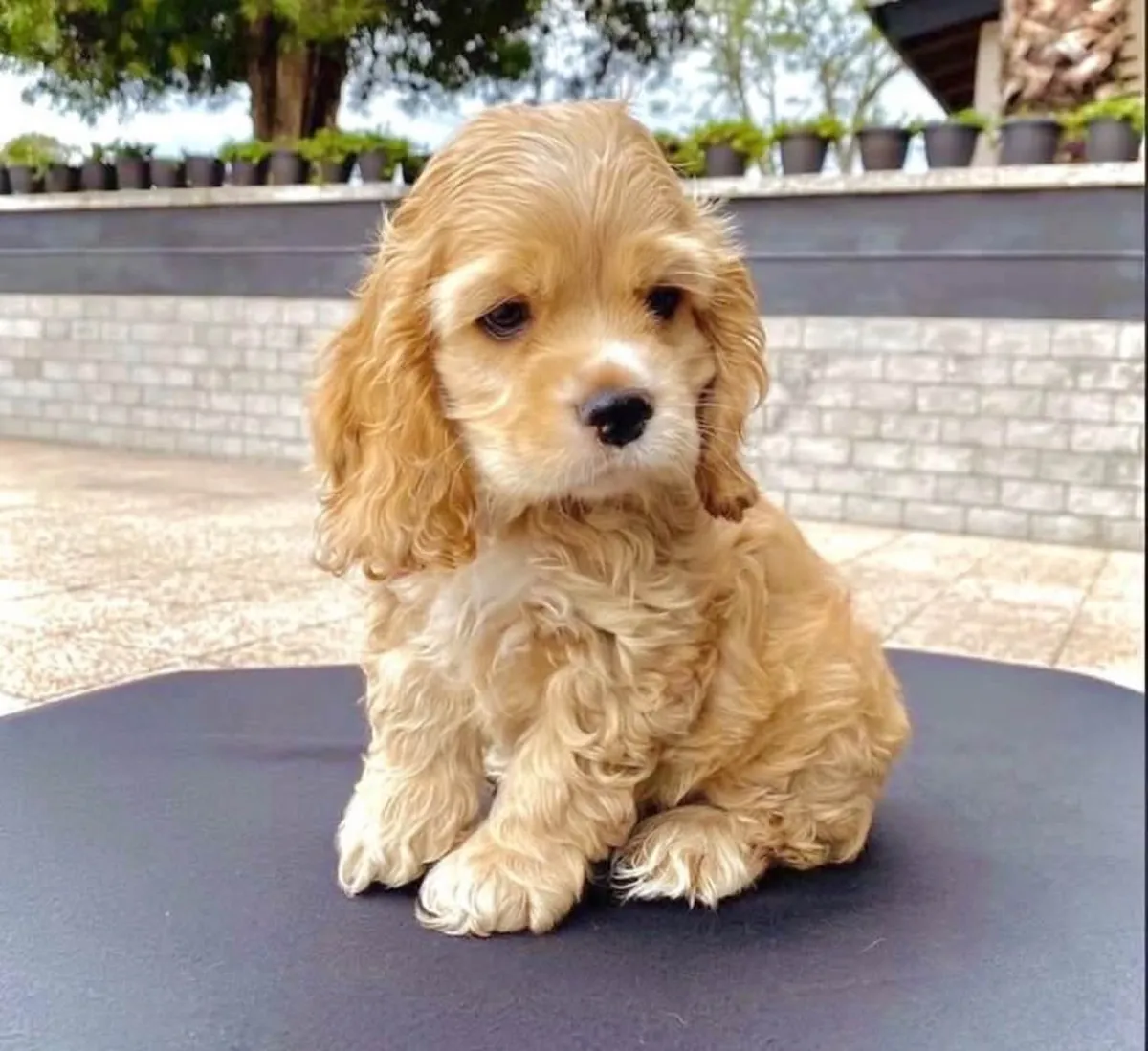 Cocker Spaniel