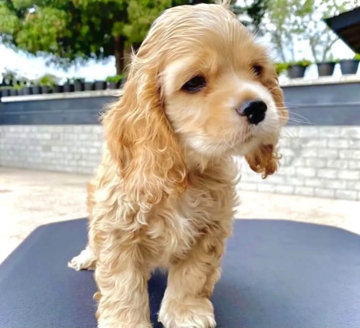 Cocker Spaniel