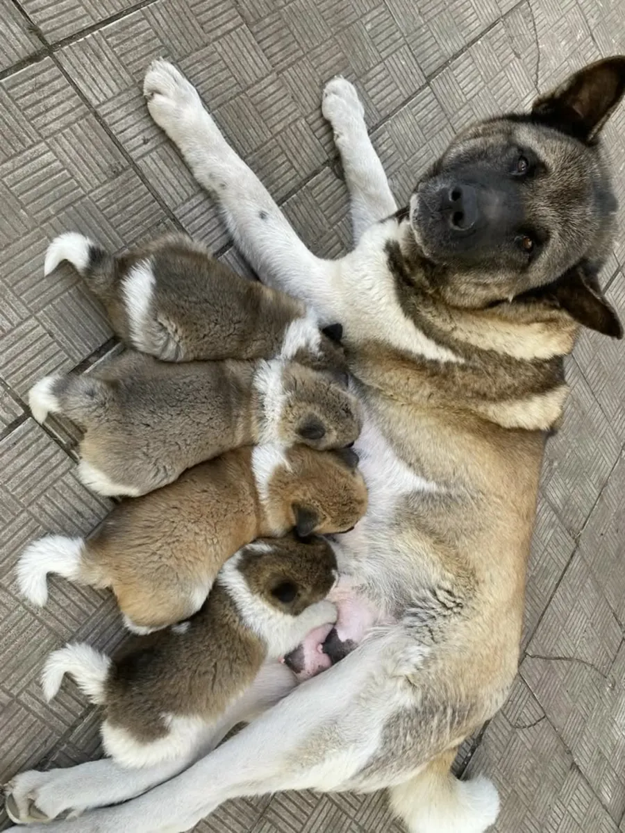 Chiots Akita Américain X5