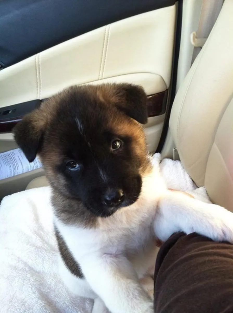 Chiots Akita Américain X5