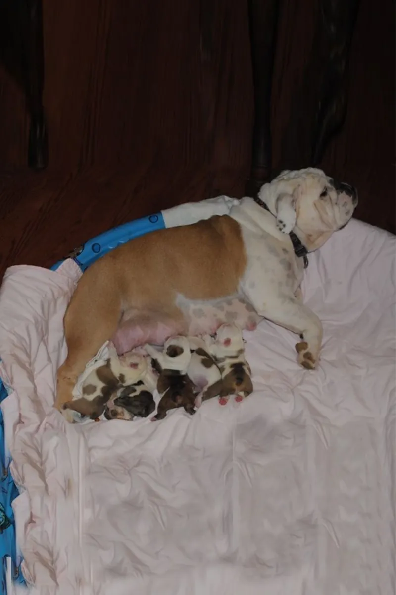 Conseils d'achat pour Bulldog Alapaha Blue Blood