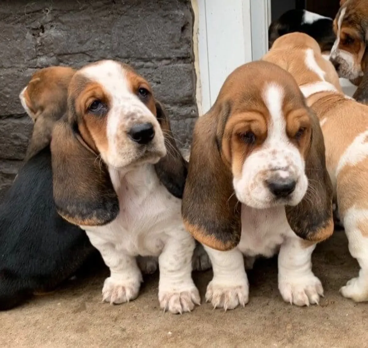 Impresionantes cachorros Basset Hound tricolores Kc