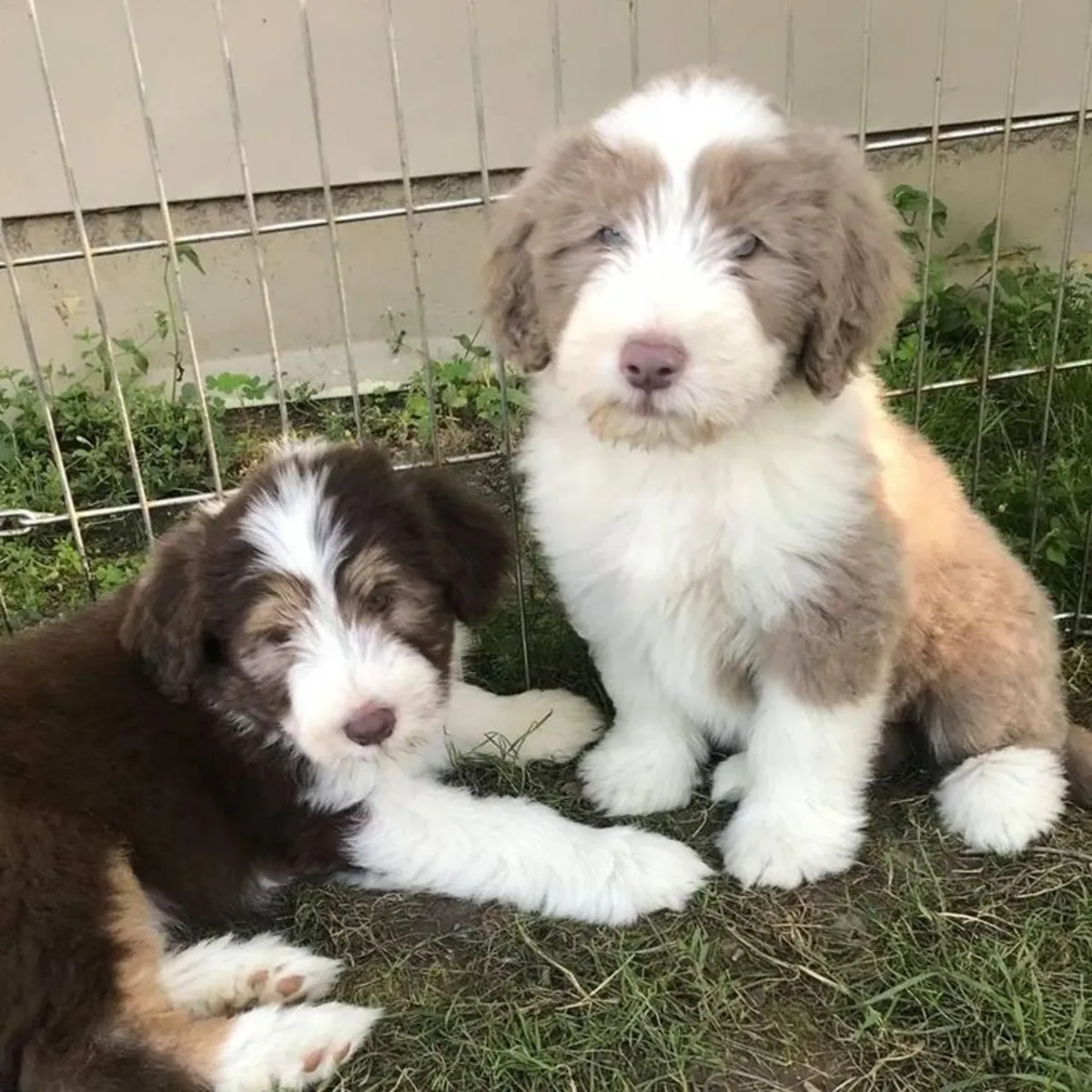 Collie Barbudo de Trabajo - Padres con Pruebas de Salud