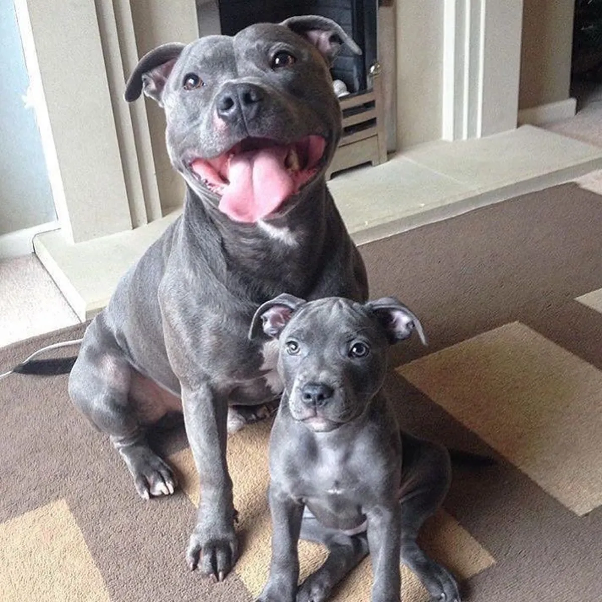 Staffordshire Pups Licensed Breeder Scotland 