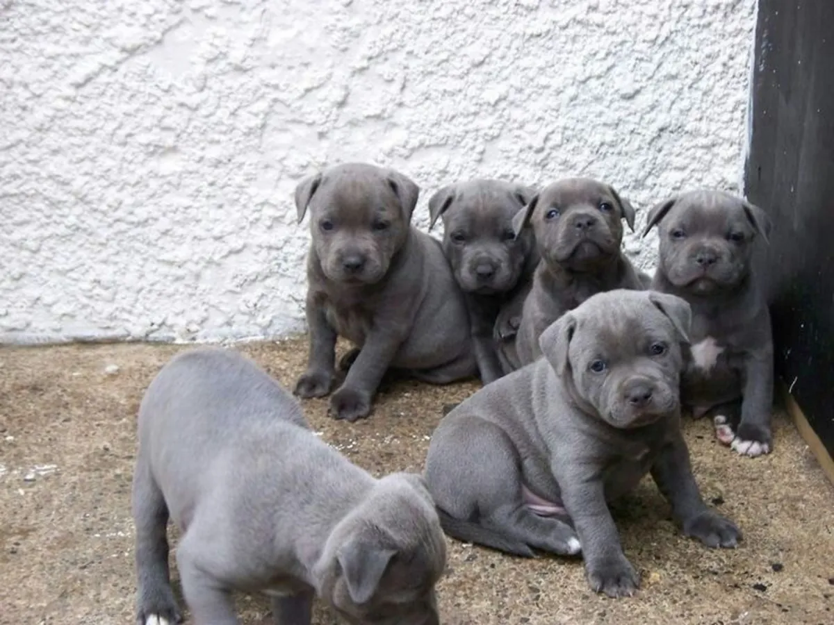 Staffordshire Pups Licensed Breeder Scotland 