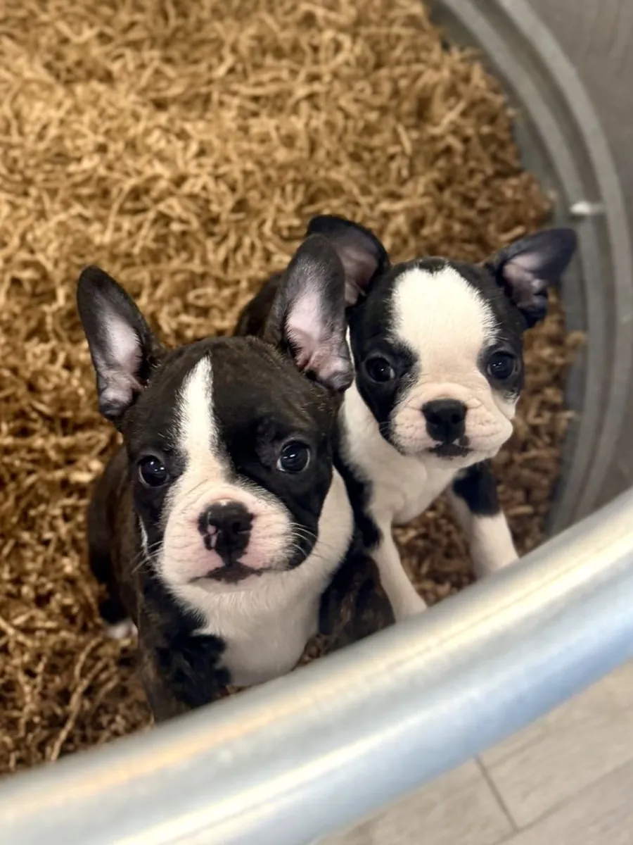 Erkek Mavi Boston Terrier ABD Kan Hattı