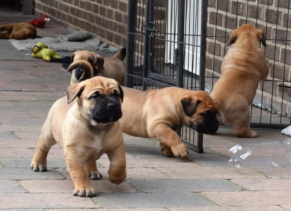 Quality Bullmastiff Available For Stud 