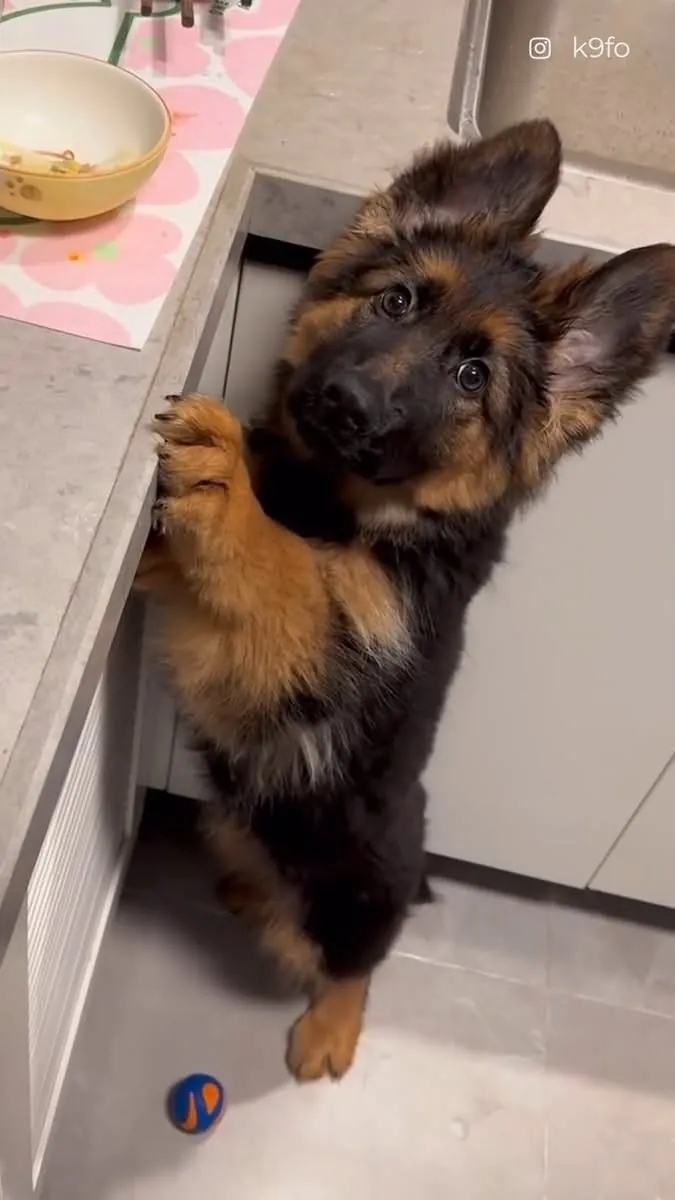 Kc Alman Çoban Köpeği Yavruları