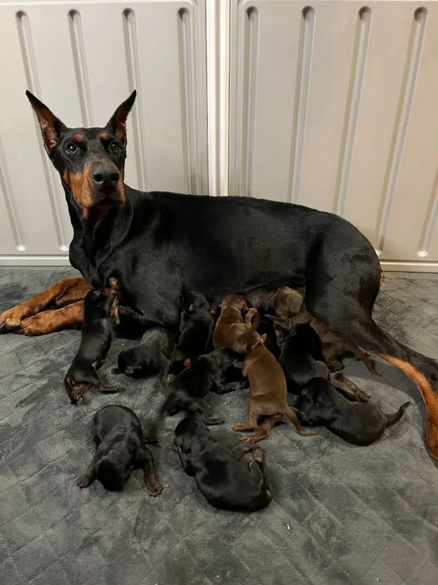 Truly Gorgeous Doberman Pups With Superb Breeding