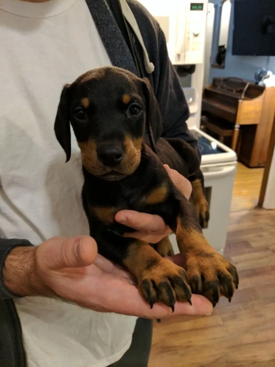 Truly Gorgeous Doberman Pups With Superb Breeding