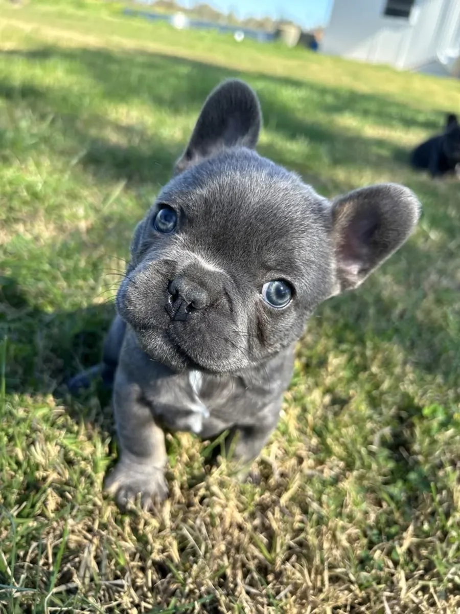 Harika Fransız Bulldogları Seçkisi