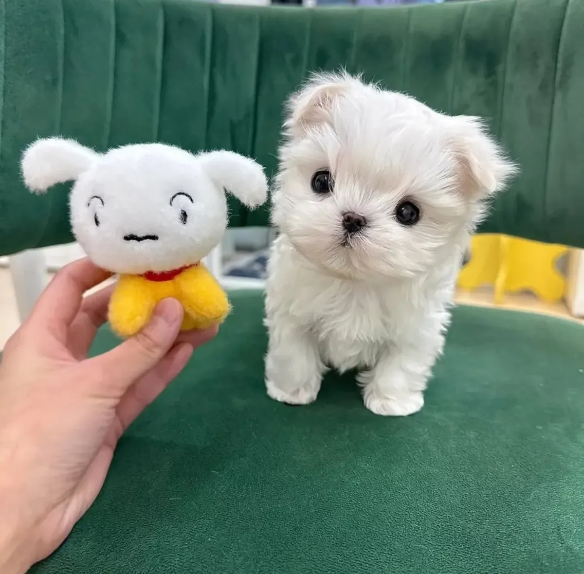 Chiots Maltipoo bien éduqués à adopter