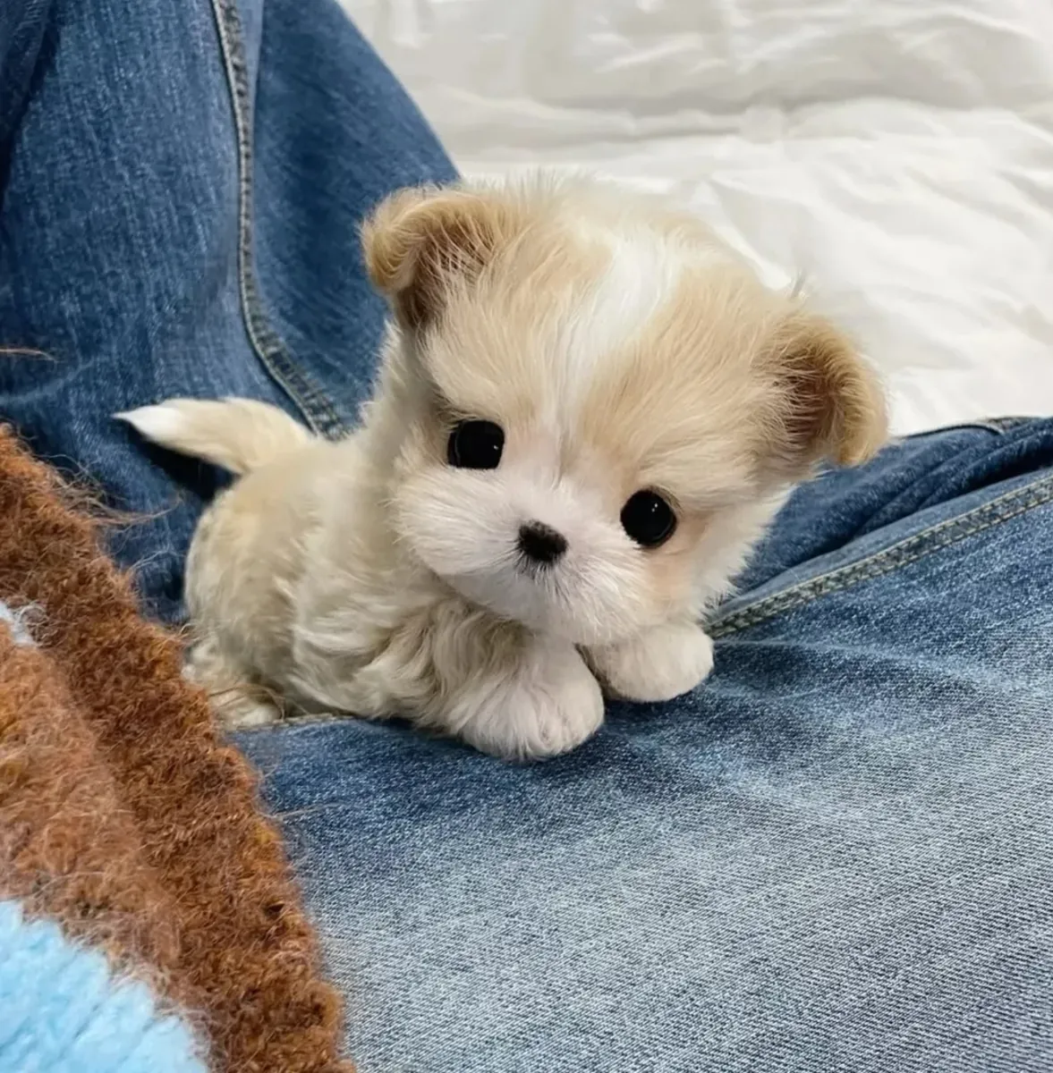 Chiots Maltipoo bien éduqués à adopter