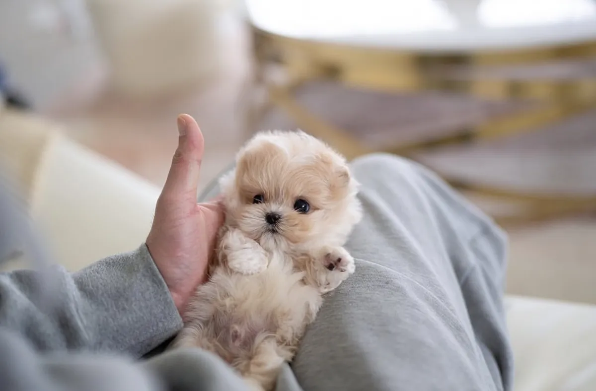 适合爱心家庭的可爱马尔济斯贵宾犬