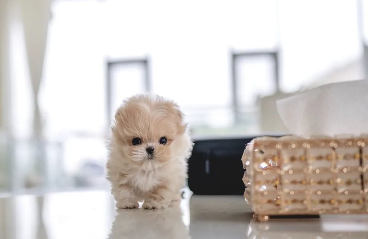 可爱的马尔济斯贵宾犬幼犬可供领养