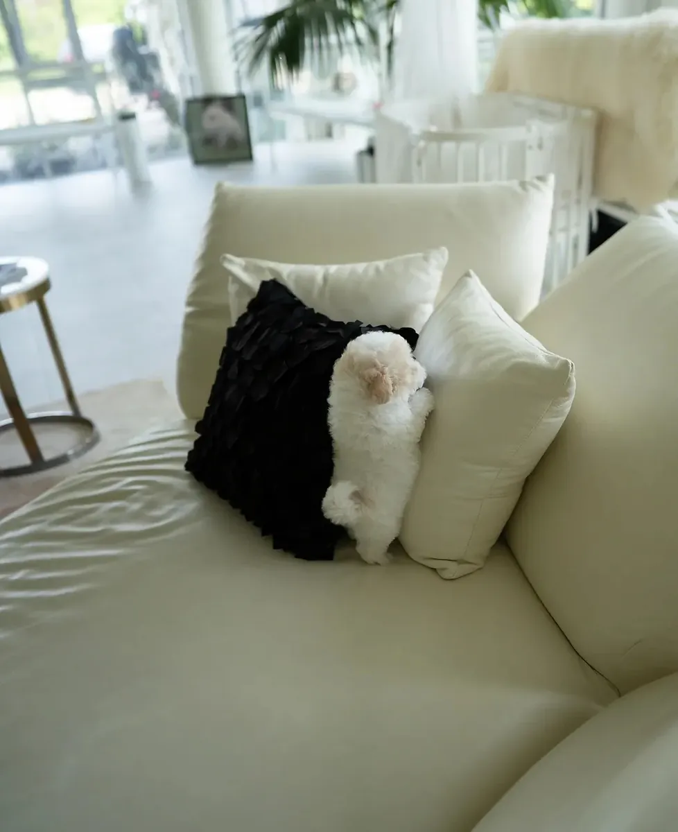 Chiot Maltipoo amical à adopter