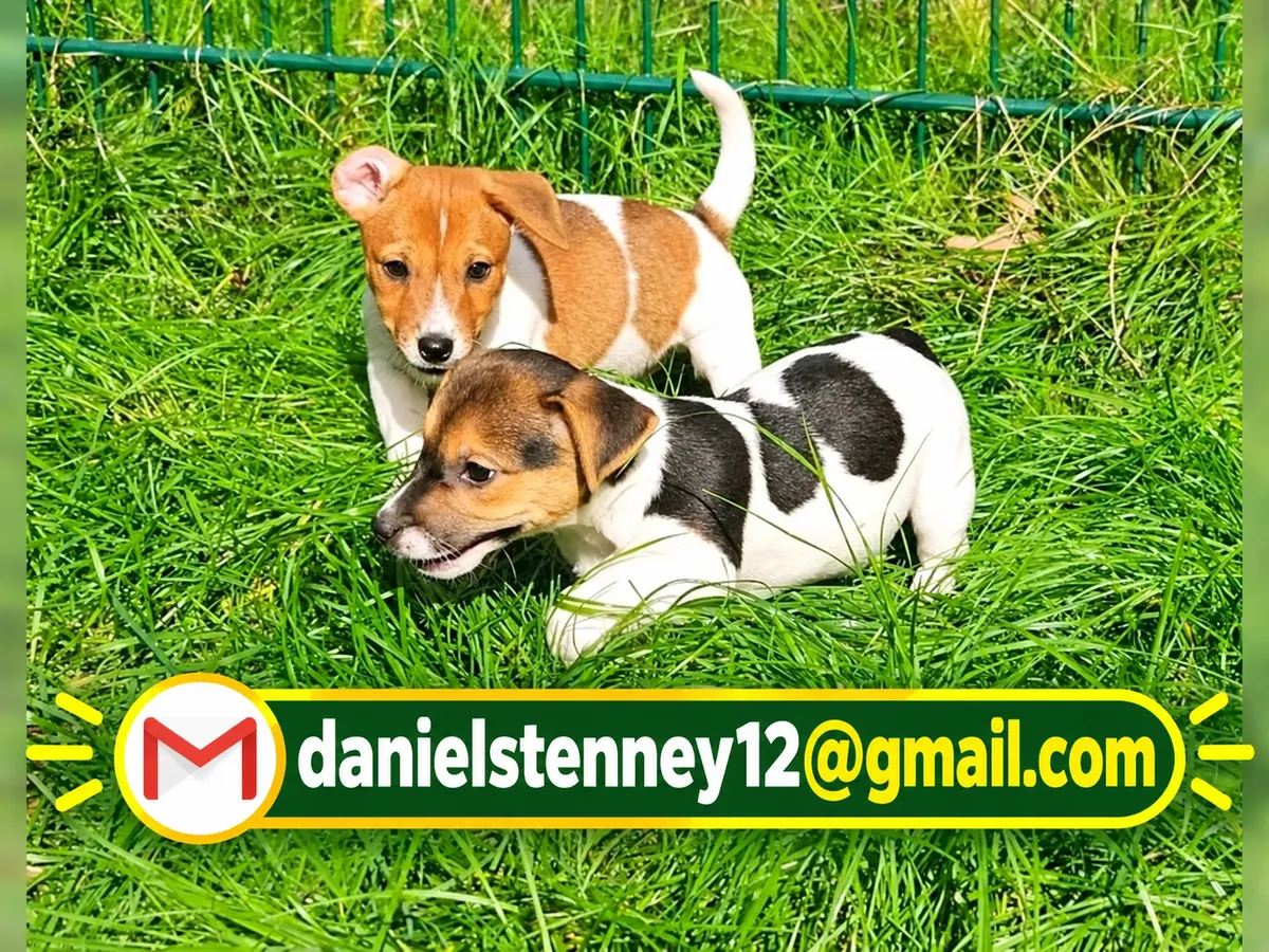 Beautiful Jack Russell puppies