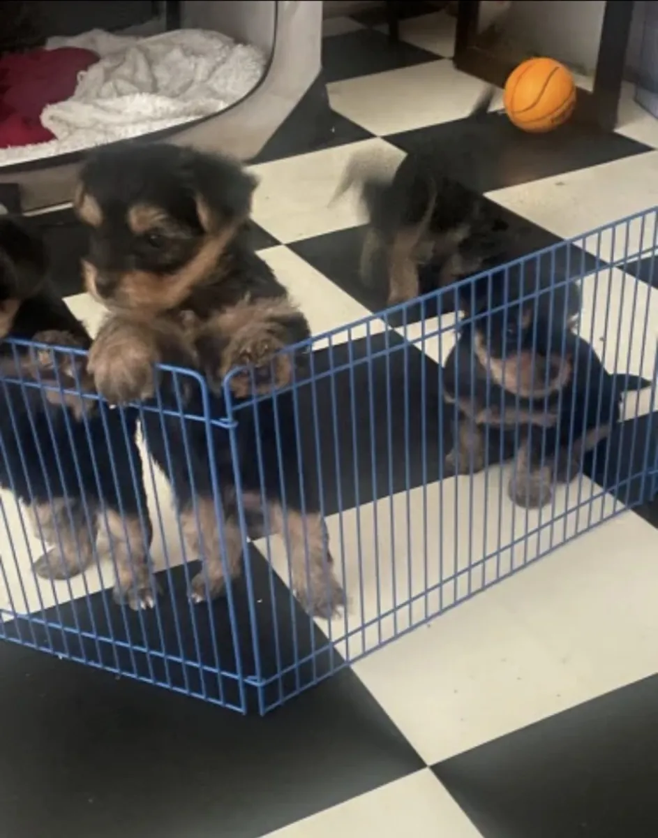 Buy Yorkshire puppy’s near me