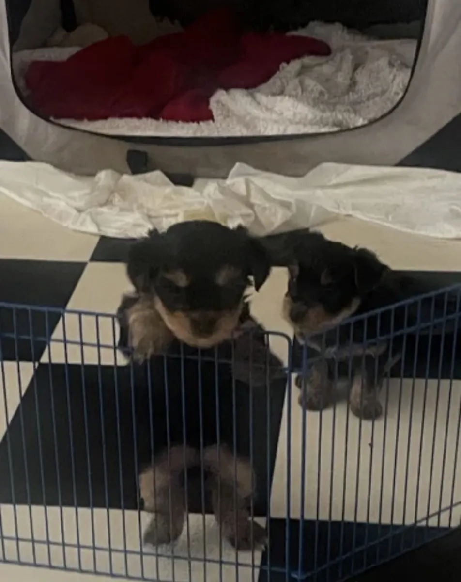 Buy Yorkshire puppy’s near me