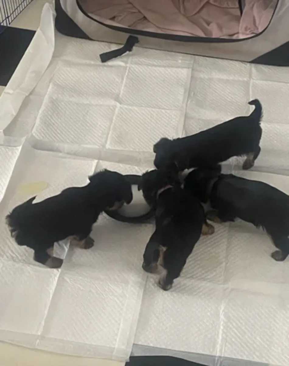 Buy Yorkshire puppy’s near me