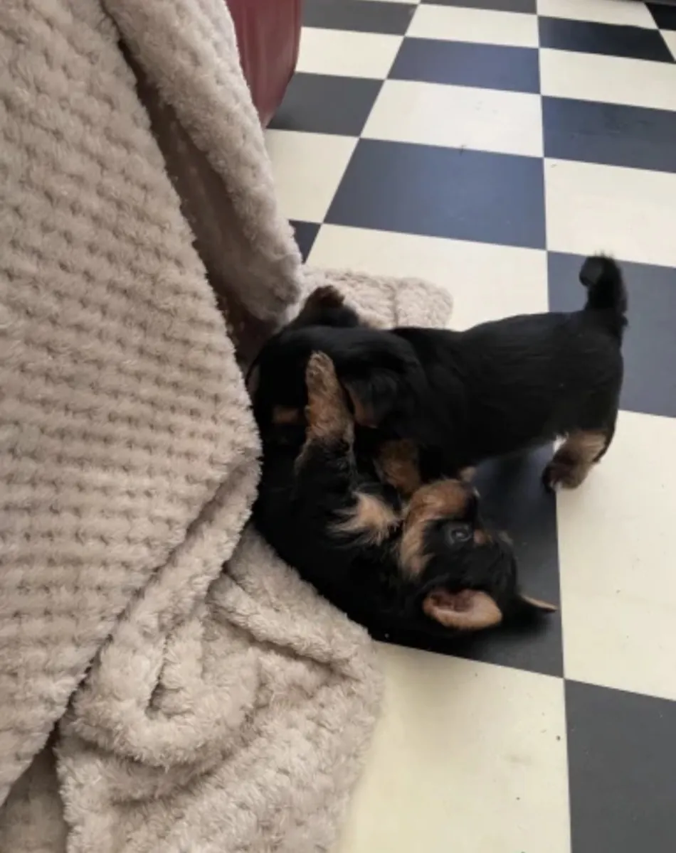 Buy Yorkshire puppy’s near me