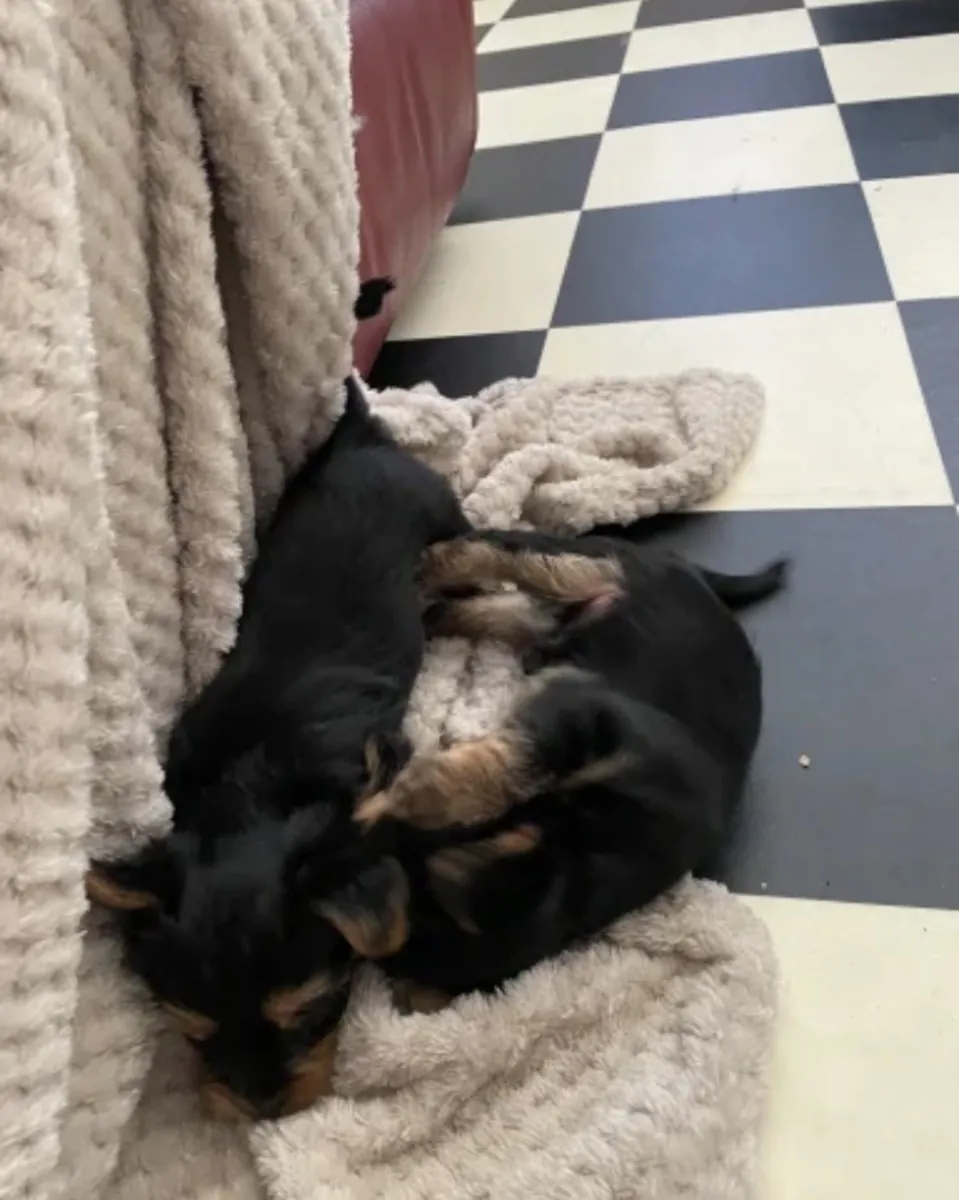 Buy Yorkshire puppy’s near me