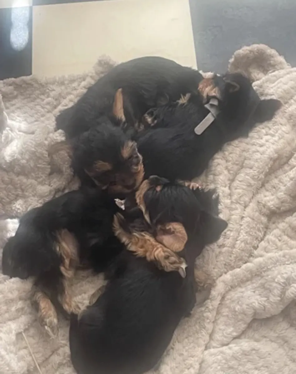 Buy Yorkshire puppy’s near me