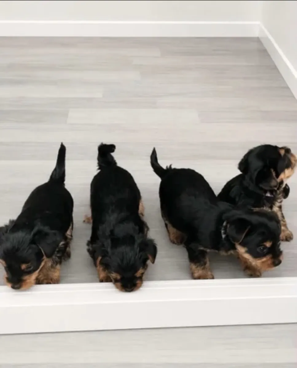 Buy Yorkshire puppy’s near me