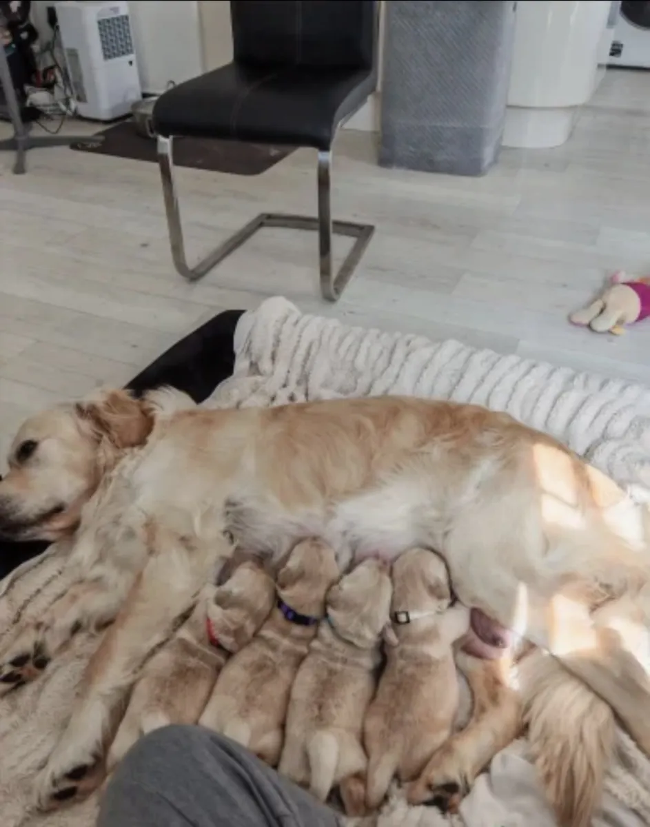 Mark Flanagan & Valerie Rochard  Golden Retriever Age 9 weeks old 