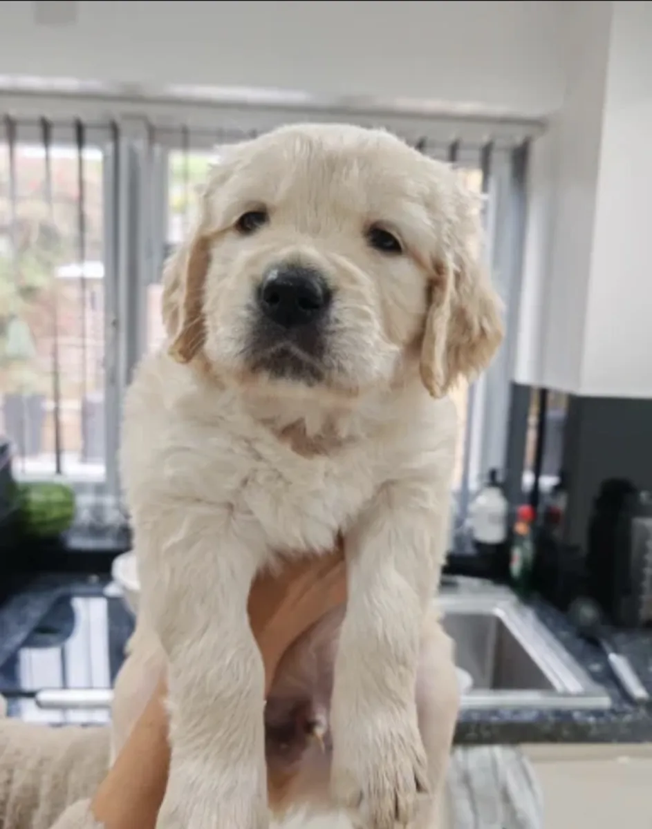 Mark Flanagan & Valerie Rochard  Golden Retriever Age 9 weeks old 